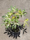 Cassava Manihot esculenta green and yellow leaves variegated ornamental plant