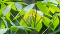 Cassava or manihot plant leaves, also known as manioc or yuca or brazillian arrowroot