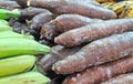 Cassava or manioc