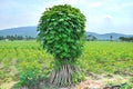 Cassava or manioc plant field