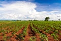 Cassava or manioc plant field