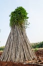 Cassava or manioc plant field