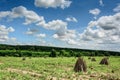 Cassava or manioc plant field in Thailand