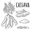 Cassava manioc plants with leaves and tuber. Vector vintage engraving