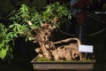 Cassava, Manioc root, Manihot, Mogo bonsai tree