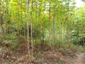 Cassava manioc tapioca plantation field, traditional farm beside the jungle in south east Asia