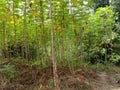 Cassava manioc tapioca plantation field, traditional farm beside the jungle in south east Asia