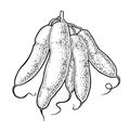 Cassava manioc tubers. Vector black vintage engraving isolated on white