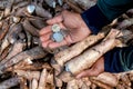 Cassava and money thai baht in hand farmers, money in manioc planting for buying and selling concept, tapioca starch industry