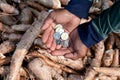 Cassava and money thai baht in hand farmers, money in manioc planting for buying and selling concept, tapioca starch industry