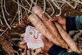 Cassava and money thai baht in hand farmers, money in manioc planting for buying and selling concept, tapioca starch industry