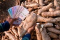 cassava and money thai baht in hand farmers money in manioc planting for buying and selling concept tapioca starch industry