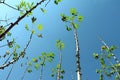 Cassava plant on blue sky, perennial shrub.