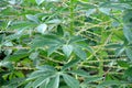 Cassava plant