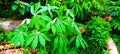 Cassava plant growing in a farm