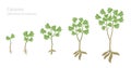 Cassava plant growth stages set. Manihot esculenta ripening period progression. Manioc, yuca macaxeira mandioca and aipim life