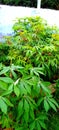 Cassava plant growing in a garden