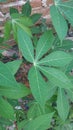 cassava plant leaves, green, object, nobody, garden,