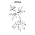 Cassava plant with leaves and tubers