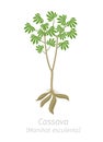 Cassava plant. Manihot esculenta. Manioc, yuca macaxeira mandioca and aipim. Cassava tubers harvested Royalty Free Stock Photo