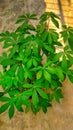 Cassava plant nutrient rich plant, the leaves also edible as vegetable cook