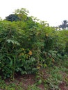 Cassava plant from ondo state Nigeria Royalty Free Stock Photo