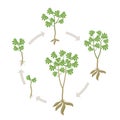 Cassava plant round growth stages set. Manihot esculenta ripening period progression. Manioc, yuca macaxeira mandioca and aipim