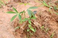 Cassava plant