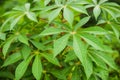 Cassava plant tapioca leaf