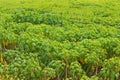 Cassava plantation