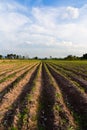 Cassava plantation