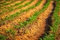 Cassava Plantation