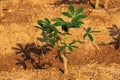 Cassava Plantation