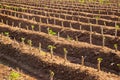 Cassava Plantation