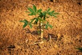 Cassava Plantation