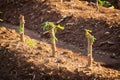 Cassava Plantation