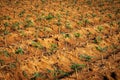 Cassava Plantation