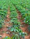 Cassava plantation