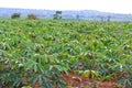 Cassava plantation Royalty Free Stock Photo