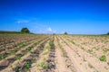 Cassava plantation