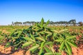 Cassava plantation