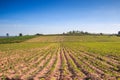 Cassava plantation