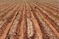 Cassava plantation in a beautiful row