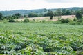 Cassava plantation