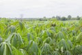 Cassava plantation