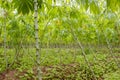 Cassava plantation