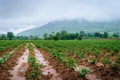 Cassava plantation farming