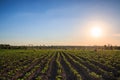 Cassava plantation in the sunset Royalty Free Stock Photo