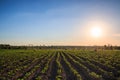 Cassava plantation in the sunset