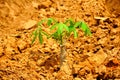 Cassava plants begin to grow young leaves